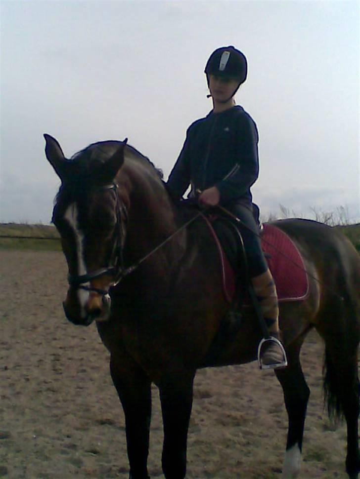 Dansk Varmblod Raket R.I.P hvil i fred.. - søs rider ham for lang tid sden billede 1