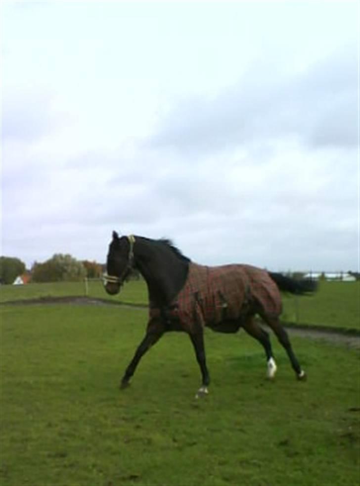 Dansk Varmblod Raket R.I.P hvil i fred.. billede 2