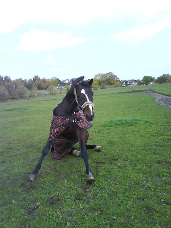 Dansk Varmblod Raket R.I.P hvil i fred.. billede 3