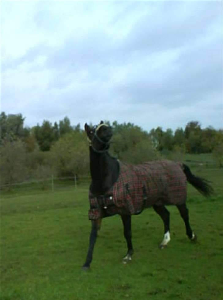 Dansk Varmblod Raket R.I.P hvil i fred.. billede 4