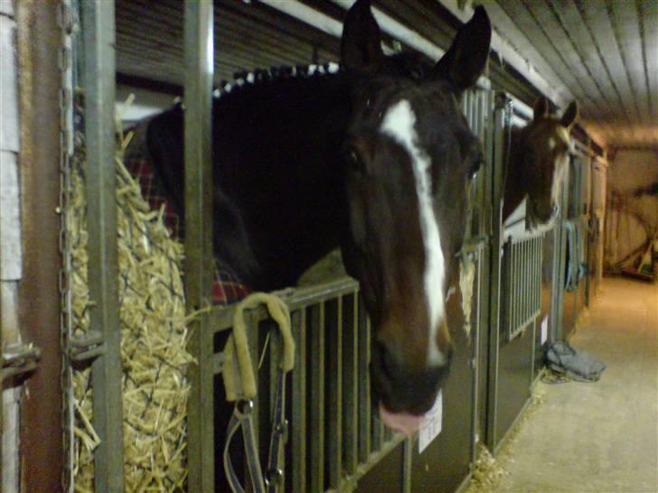 Dansk Varmblod Raket R.I.P hvil i fred.. - Man kan da godt række tunge billede 5