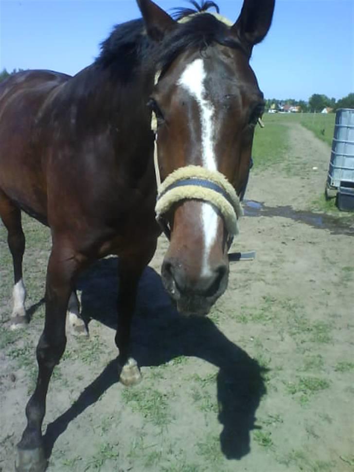 Dansk Varmblod Raket R.I.P hvil i fred.. - på folden<33 hvor er det bare hyggeligt<33 billede 6