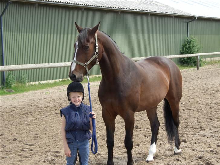 Dansk Varmblod Raket R.I.P hvil i fred.. - den dag da vi fik ham det er rigtig lang tid siden<33 billede 7