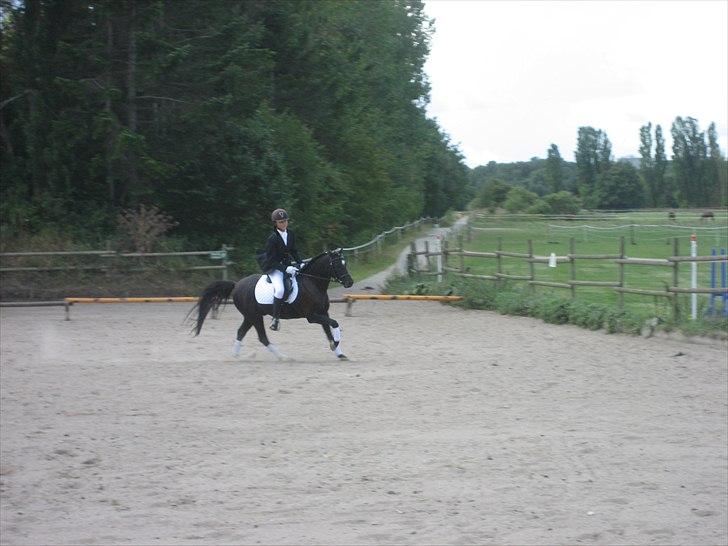 Welsh Pony (sec B) Bjerregaards Valentin (Valle) - Første stævne. ;) billede 9