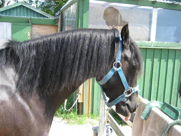 Welsh Pony (sec B) Bjerregaards Valentin (Valle) billede 13