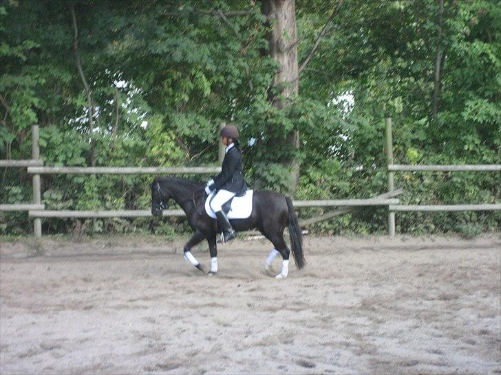 Welsh Pony (sec B) Bjerregaards Valentin (Valle) - Opvarmning til første stævne. billede 7