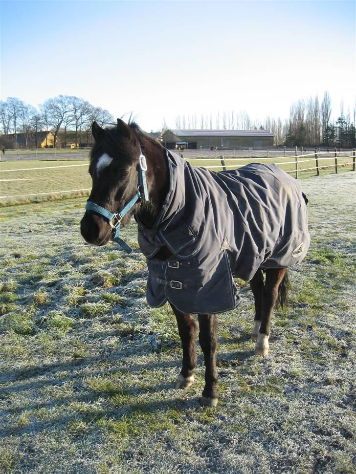 Welsh Pony (sec B) Bjerregaards Valentin (Valle) billede 6