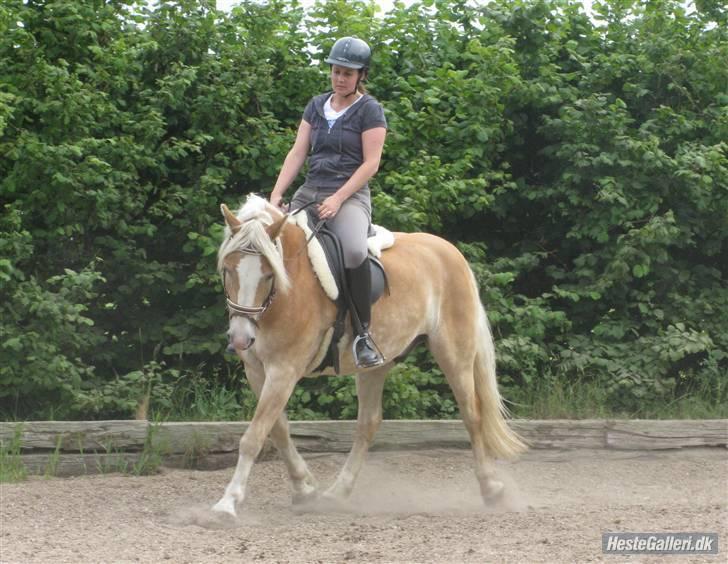 Haflinger Stardust - Dressur undervisning sommer 2009 - inden vi blev bidløse! billede 10