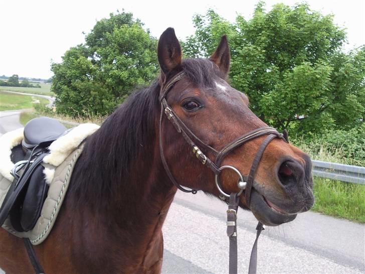 Anden særlig race Darup's Denver *himmelpony* <3 billede 19