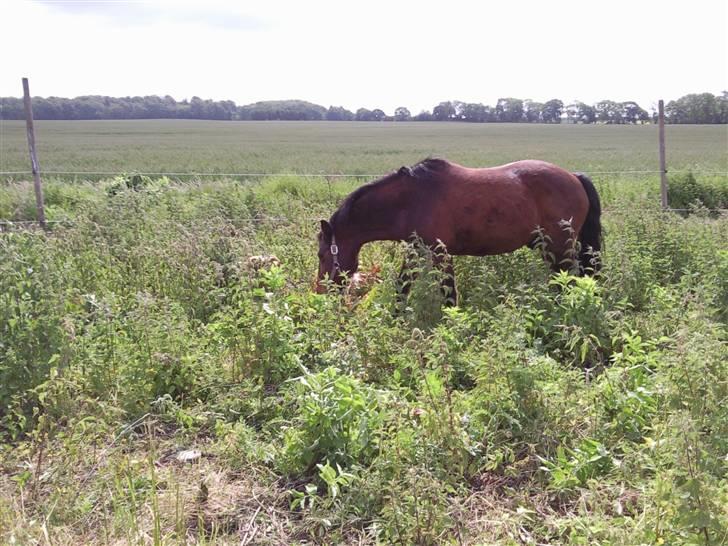 Anden særlig race Darup's Denver *himmelpony* <3 billede 20