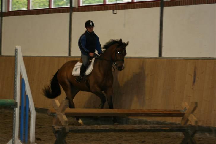 Dansk Varmblod Boulou - første gang jeg var ude og prøve hende:D billede 2