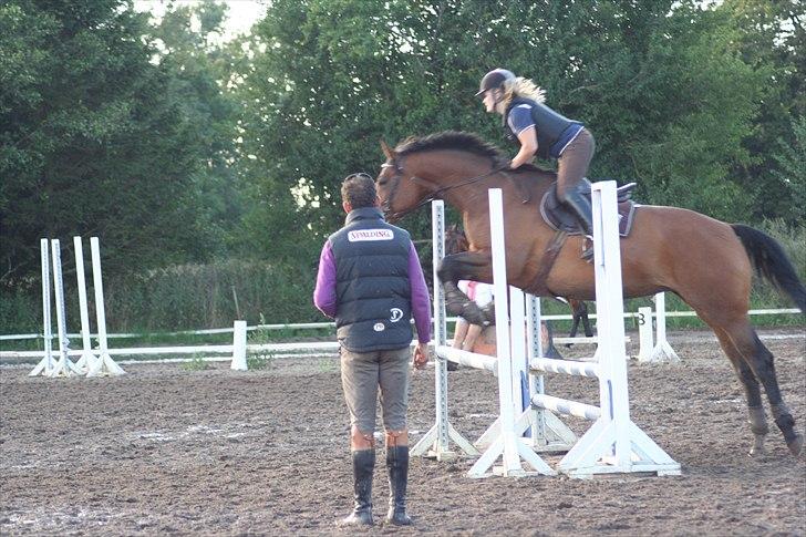 Dansk Varmblod Boulou billede 3