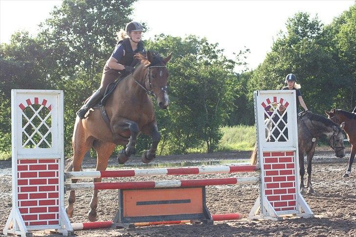 Dansk Varmblod Boulou billede 4