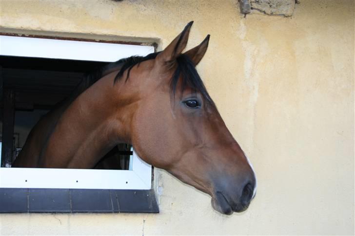 Dansk Varmblod Boulou - skulle lige holde øje med sin "kæreste" billede 5