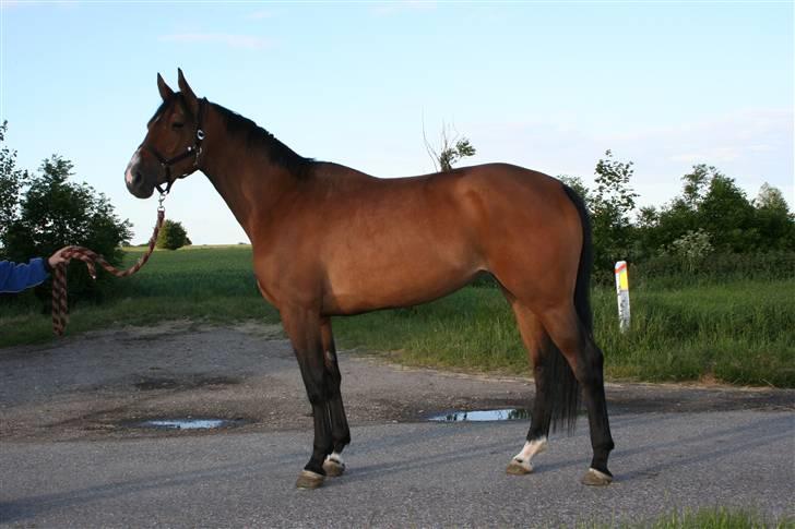 Dansk Varmblod Boulou - er jeg ikk bare skøn? billede 6