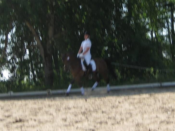 Hollandsk Sportspony k.c van de connickserve ( Robin) - debu lb1 øgning: 70% billede 4