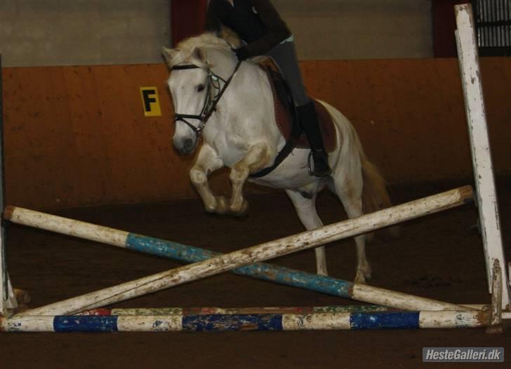 Anden særlig race DBR's Bamse - Spring -opvarming.. :-D billede 1