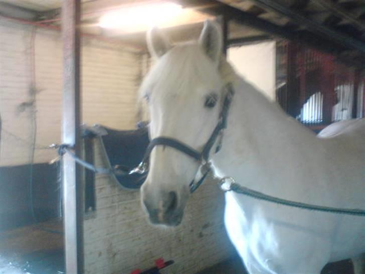 Anden særlig race DBR's Bamse - ... billede 2