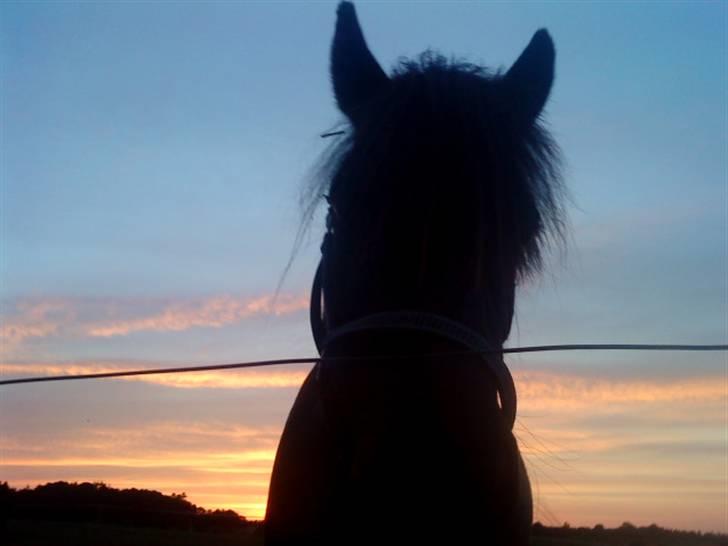 Shetlænder bs(har redet) - en sommer aften 2009<3 billede 19