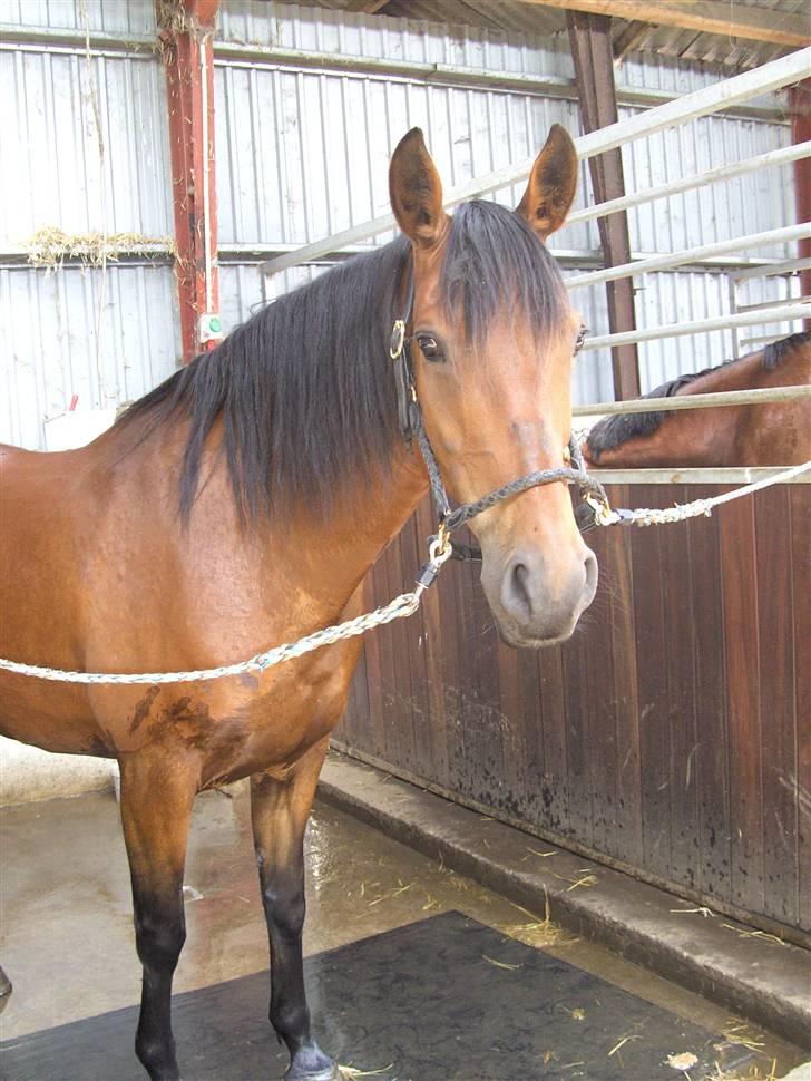 Anden særlig race Jennie (solgt) - Jennie på vaskepladsen i sin nye stald billede 10