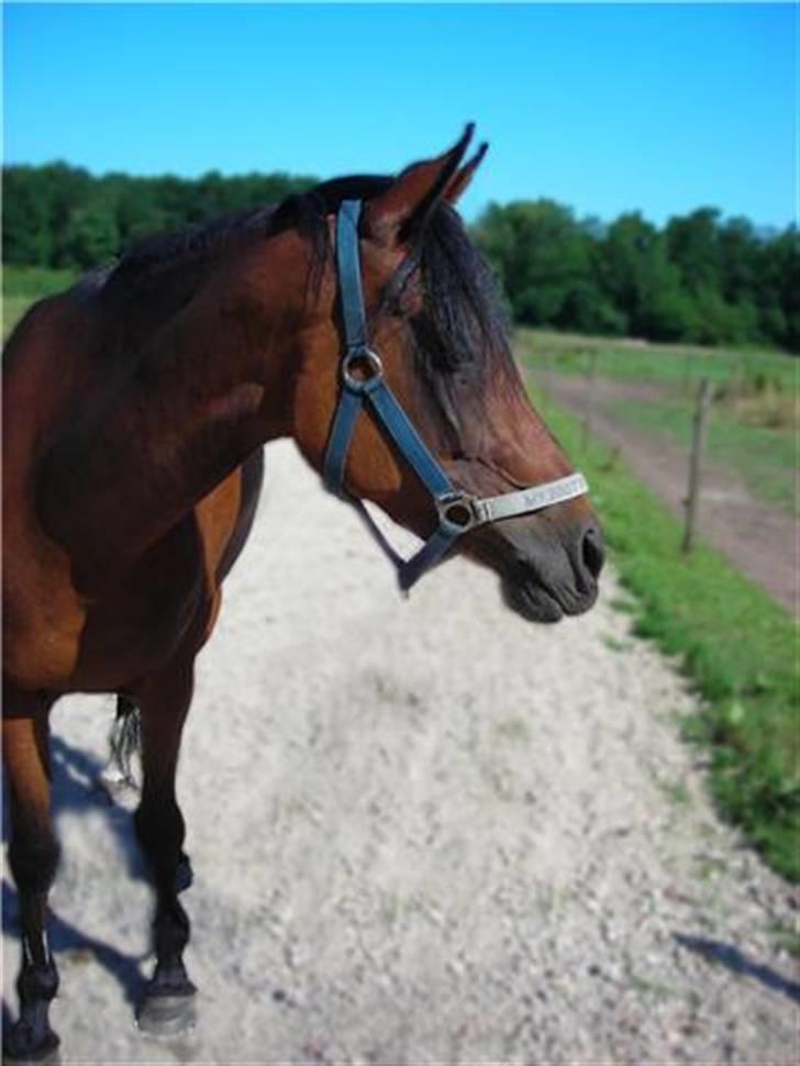 Anden særlig race Wi Linnea billede 3