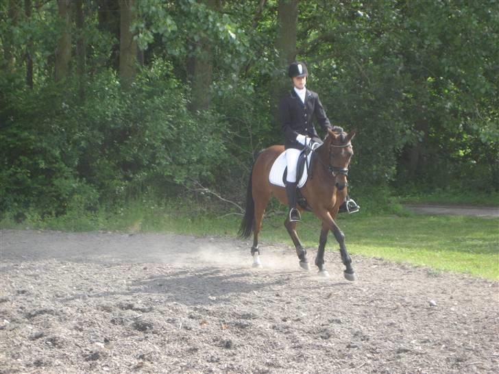 Anden særlig race Wi Linnea - Fra mit første støvne på hende:) billede 4