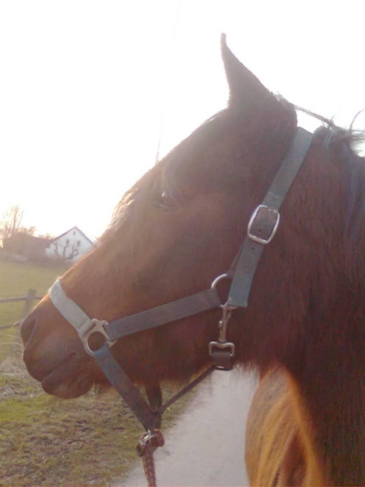 Anden særlig race Wi Linnea - Dagen efter jeg fik hende, hun har meget vinterpels:) billede 5