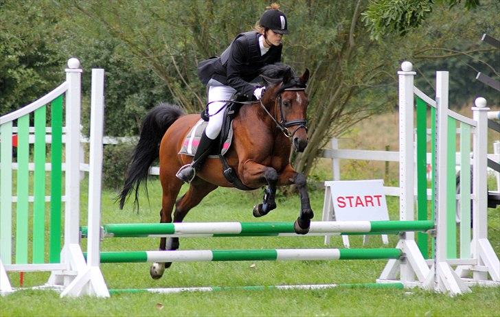 Anden særlig race Wi Linnea - Smukke hesten og mig der springer Ld, ved det ikk ser pænt ud er ikke den store springrytter billede 12