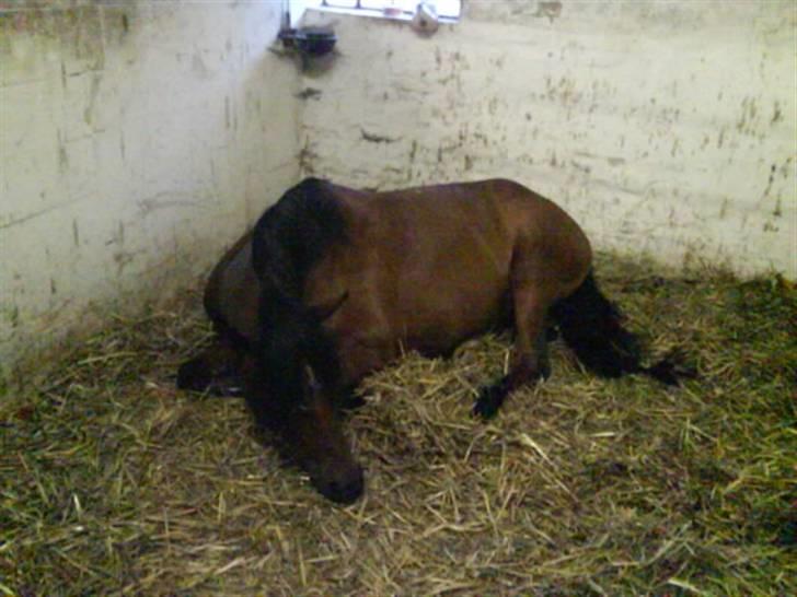 Anden særlig race Wi Linnea - Foto: Maria :D billede 13