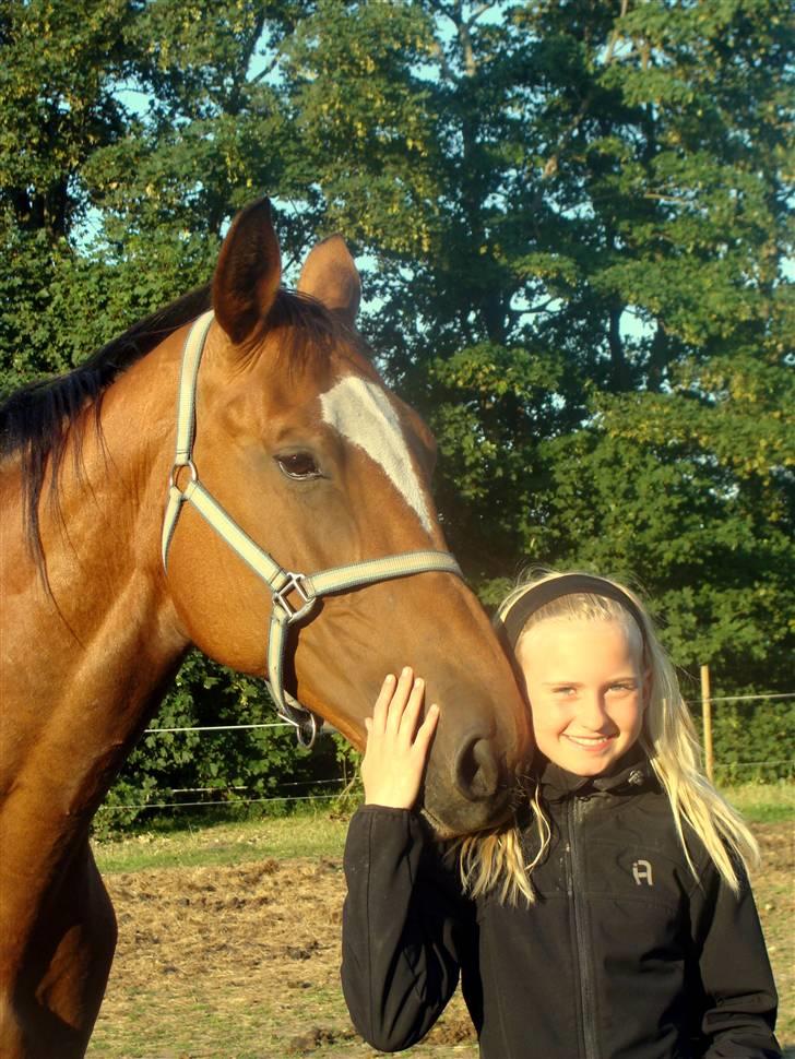 Dansk Varmblod Ørslevs Lana  - Love Love Love! billede 3