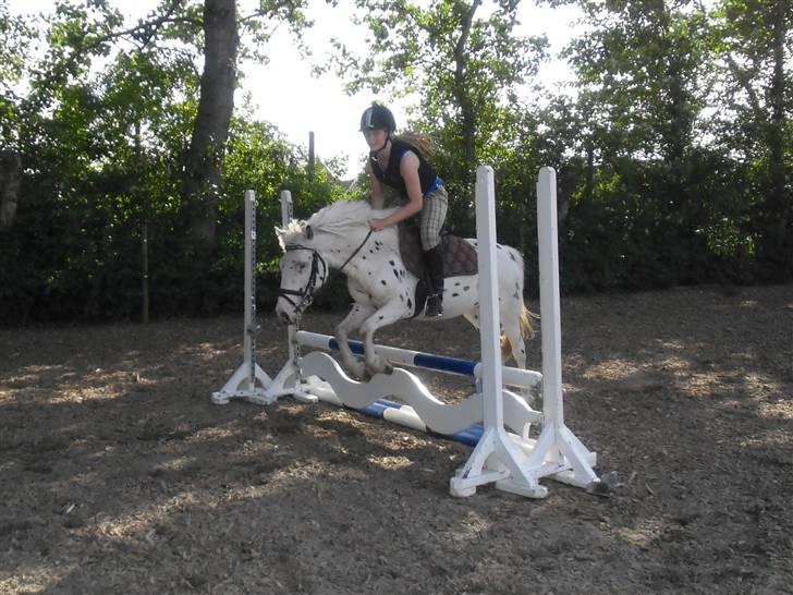 Knabstrupper           Simba af Nyholm - Fredag d. 26/6-2009, springer lodret på 60cm. :) billede 13