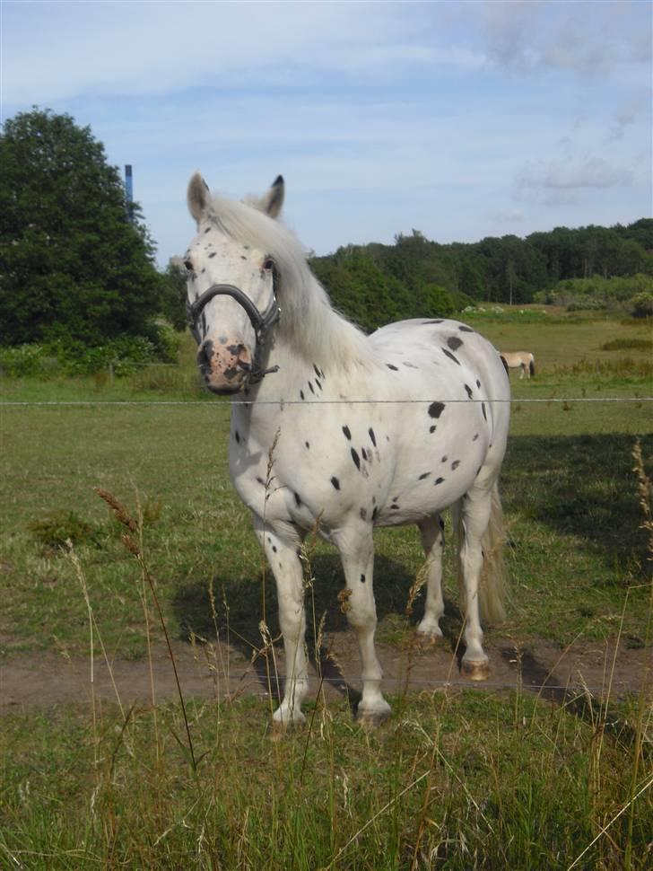 Knabstrupper           Simba af Nyholm - sommerhygge på folden xD billede 14