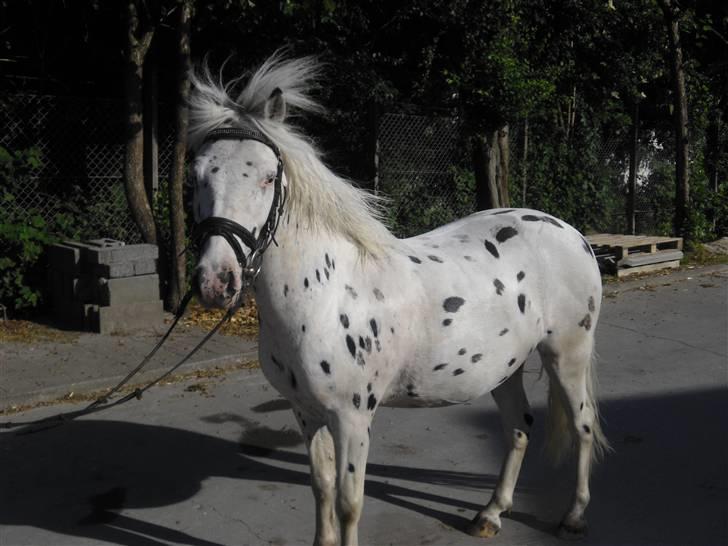 Knabstrupper           Simba af Nyholm - nik, jay og simba - "vind i håret, rockstarbriller på" ;-) billede 15