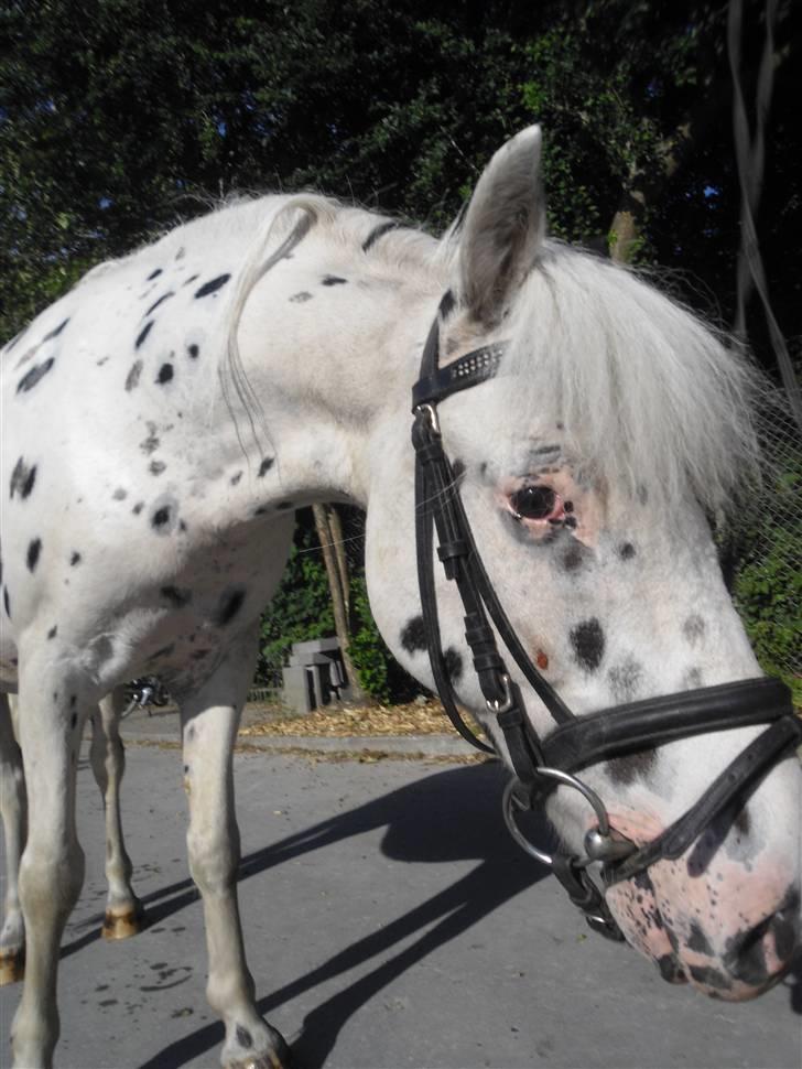 Knabstrupper           Simba af Nyholm - What´s up!? ;) billede 16