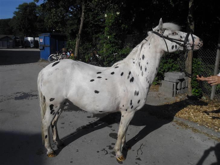 Knabstrupper           Simba af Nyholm - totalt udstillng - man er vel stadig lidt hingstet :) billede 17