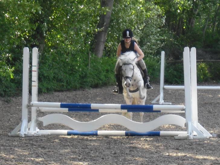 Knabstrupper           Simba af Nyholm - hop, hop sæt i galop :) 26 juni 2009.. oxse med bagkant på 75cm. :D billede 18