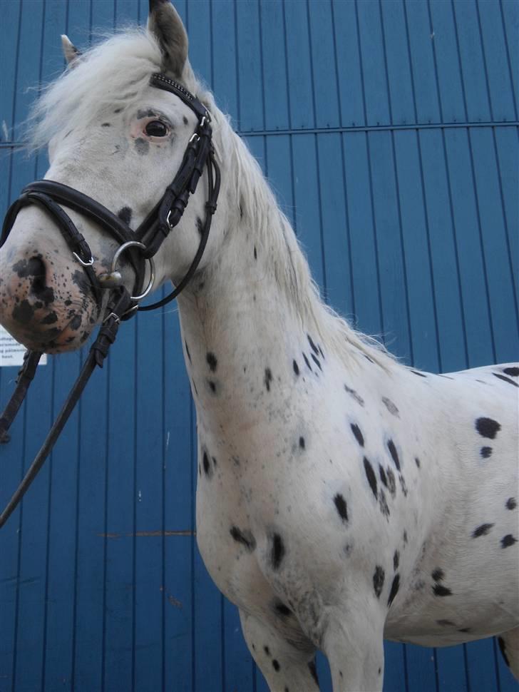 Knabstrupper           Simba af Nyholm - Lille spejl på væggen dér, hvem er smukkest i landet her? =Mig :D billede 19