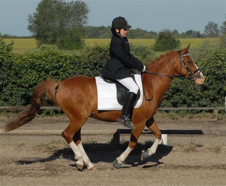 DSP bjørnemose´s zar SOLGT :`(<3<3 - Foto : Kim Holst billede 18