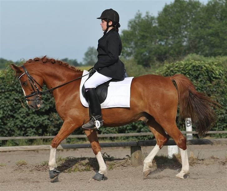 DSP bjørnemose´s zar SOLGT :`(<3<3 - Foto : Jani Pedersen billede 19