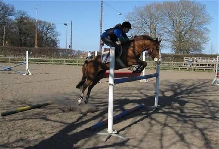 New Forest Taliena's Thamara *SOLGT* - Gamle ejer, springer :D billede 6
