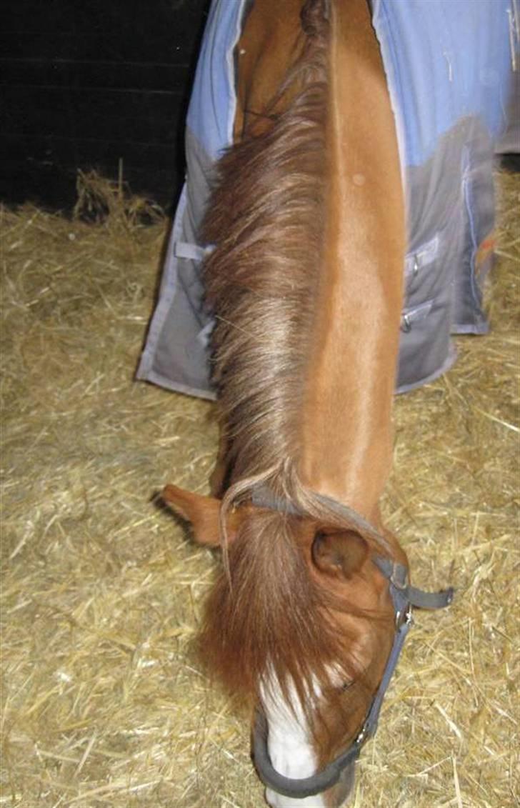 New Forest Taliena's Thamara *SOLGT* billede 7