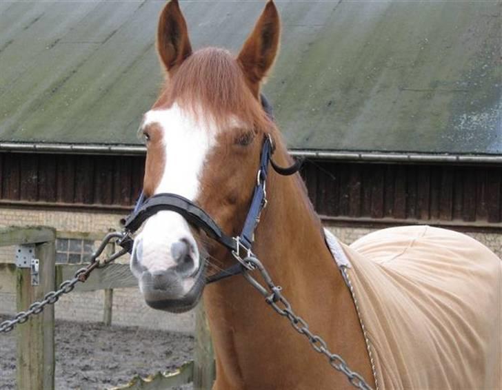 New Forest Taliena's Thamara *SOLGT* billede 10