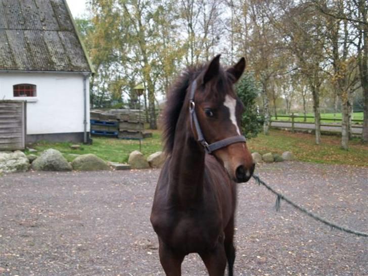 Dansk Varmblod Birkedals Electra billede 1