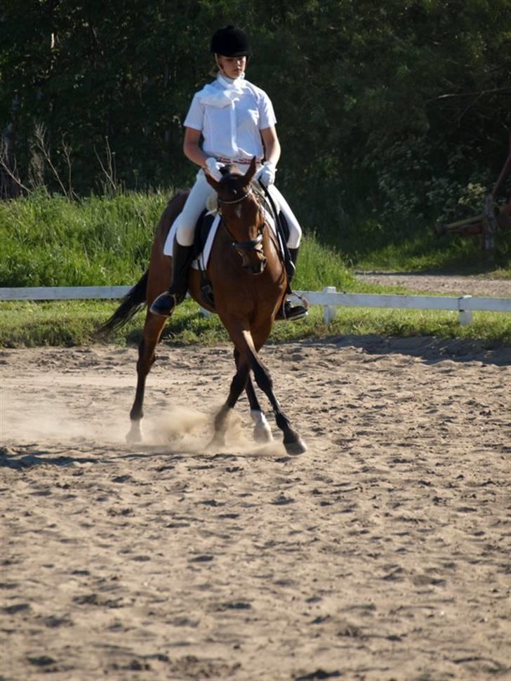 Hollandsk Sportspony Wester Aikemas Emiel <3  - LA1 200 point, pinsestævne 2009, vandt klassen billede 12