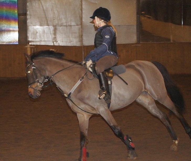 Welsh Partbred (Sec F) Florahof's Leonie (SOLGT) - taget af : Helena Elmo kristensen  billede 13