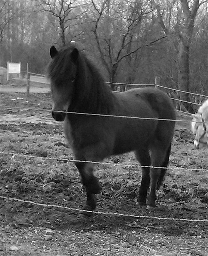 Islænder Jörp fra Tremhuse billede 2