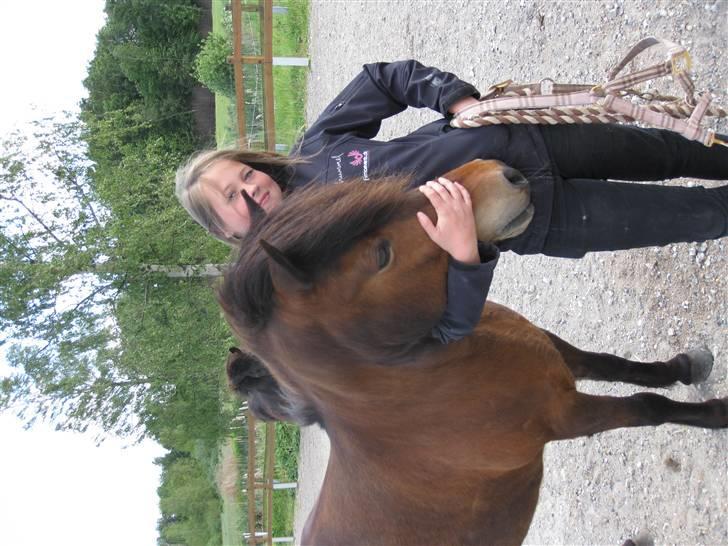 Islænder Jörp fra Tremhuse billede 3