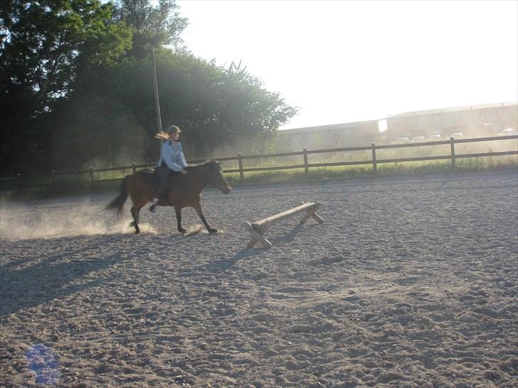 Islænder Jörp fra Tremhuse billede 4