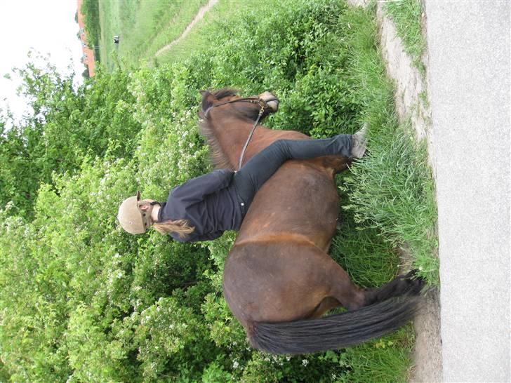 Islænder Jörp fra Tremhuse billede 5