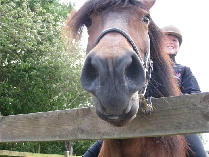 Islænder Jörp fra Tremhuse billede 6